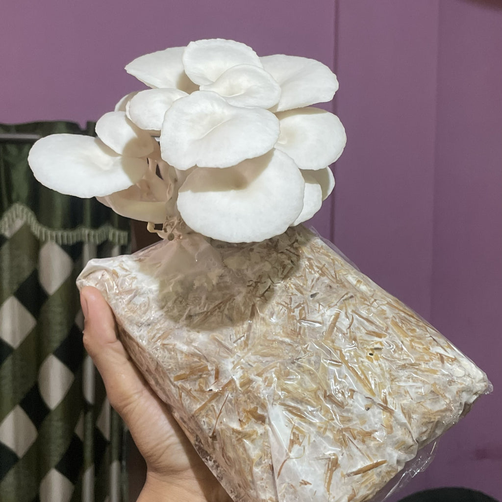 Oyster Mushroom Grow Kit