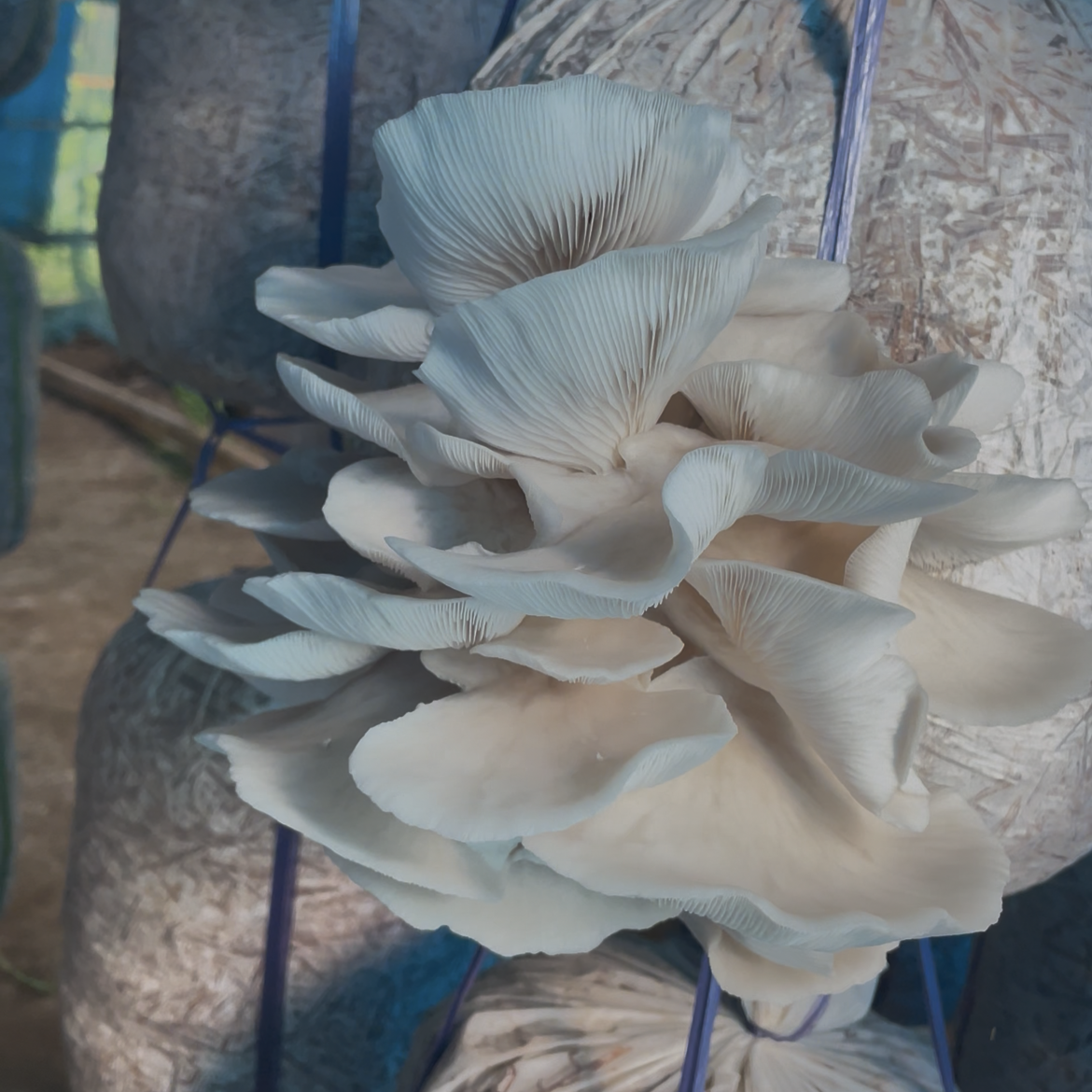Chopped Paddy Straw With Oyster Mushroom Spawn